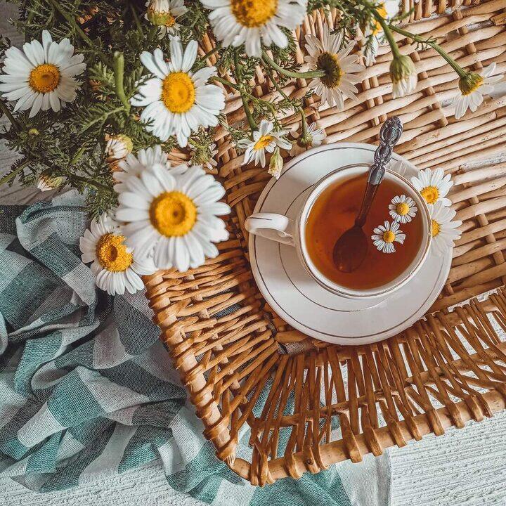 Cup of chamomile tea with fresh flowers